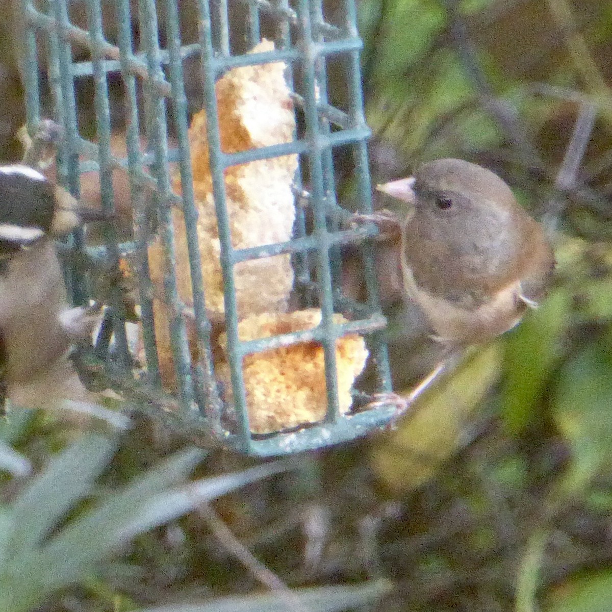 Dark-eyed Junco - ML647158694