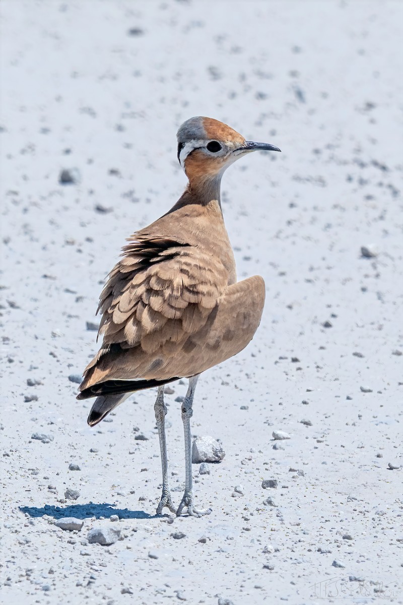 Burchell's Courser - ML647158695