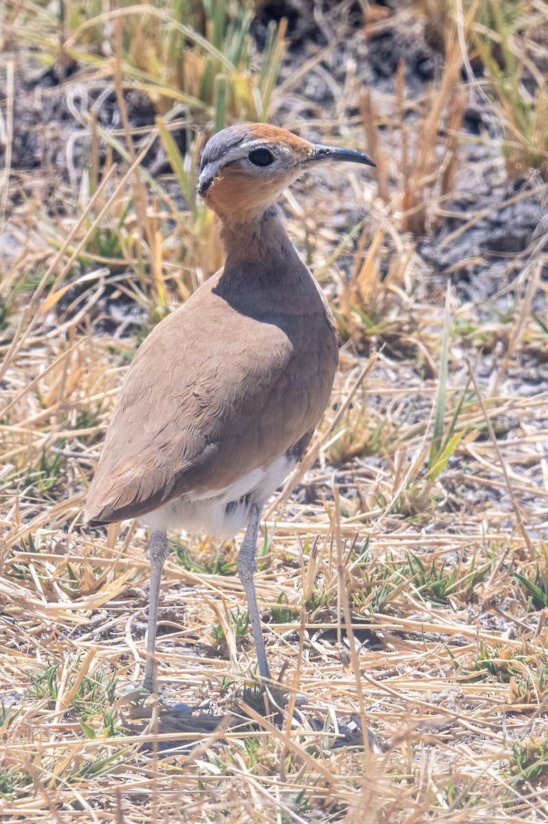 Burchell's Courser - ML647158696