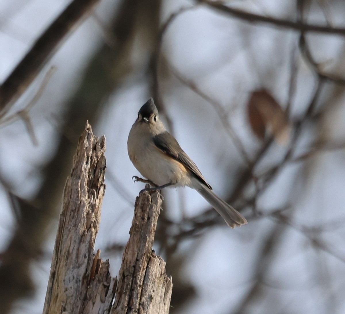 Tufted Titmouse - ML647158698