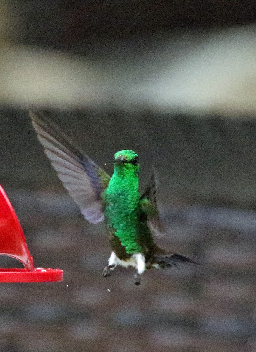 Copper-rumped Hummingbird - ML647158700
