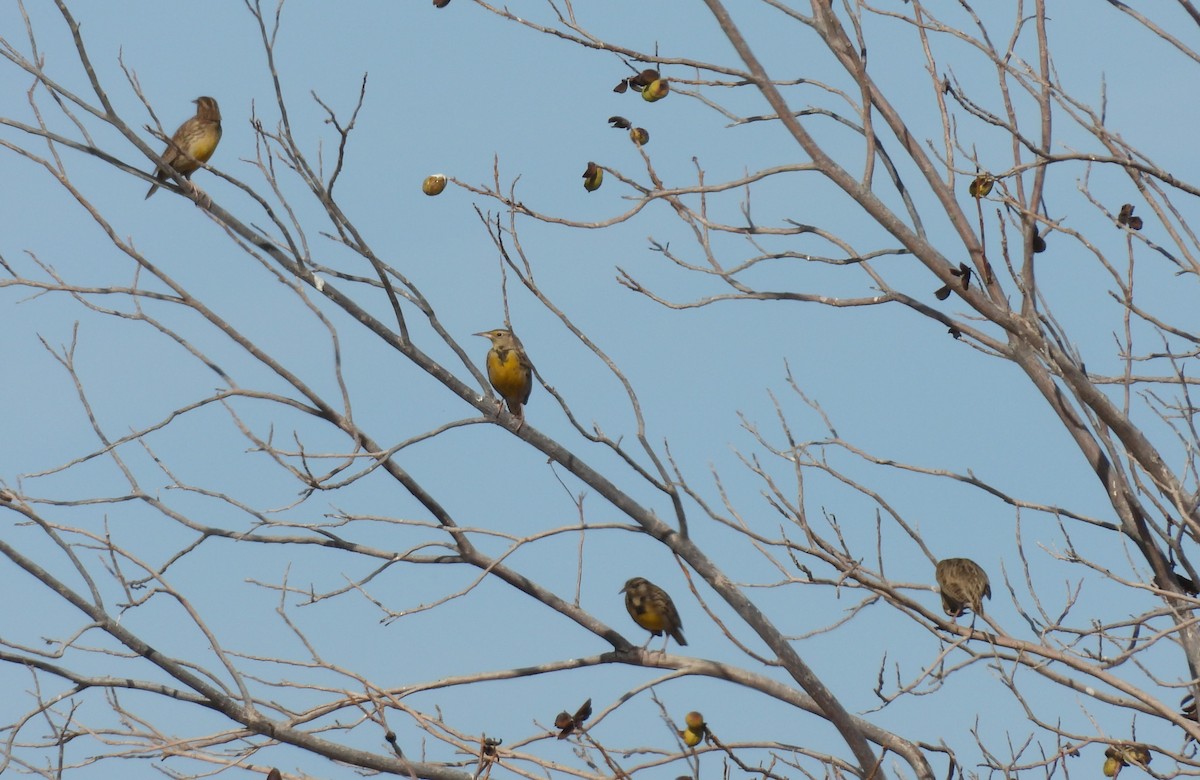 Western Meadowlark - ML647158702