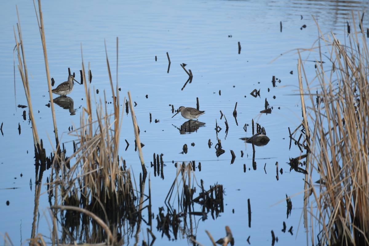 Long-billed Dowitcher - ML647158703