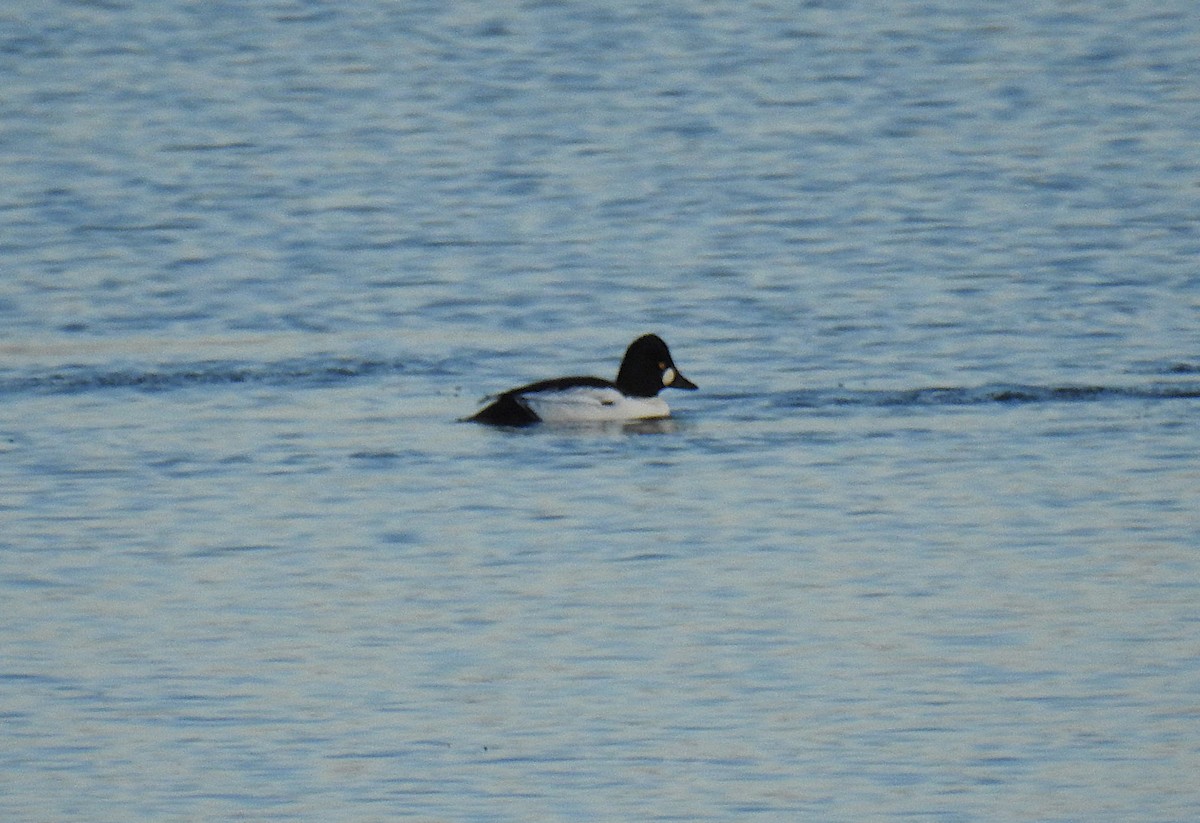 Common Goldeneye - ML647158704