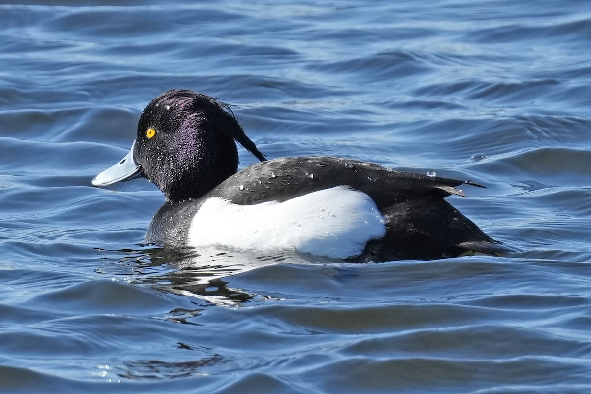 Tufted Duck - ML647158707