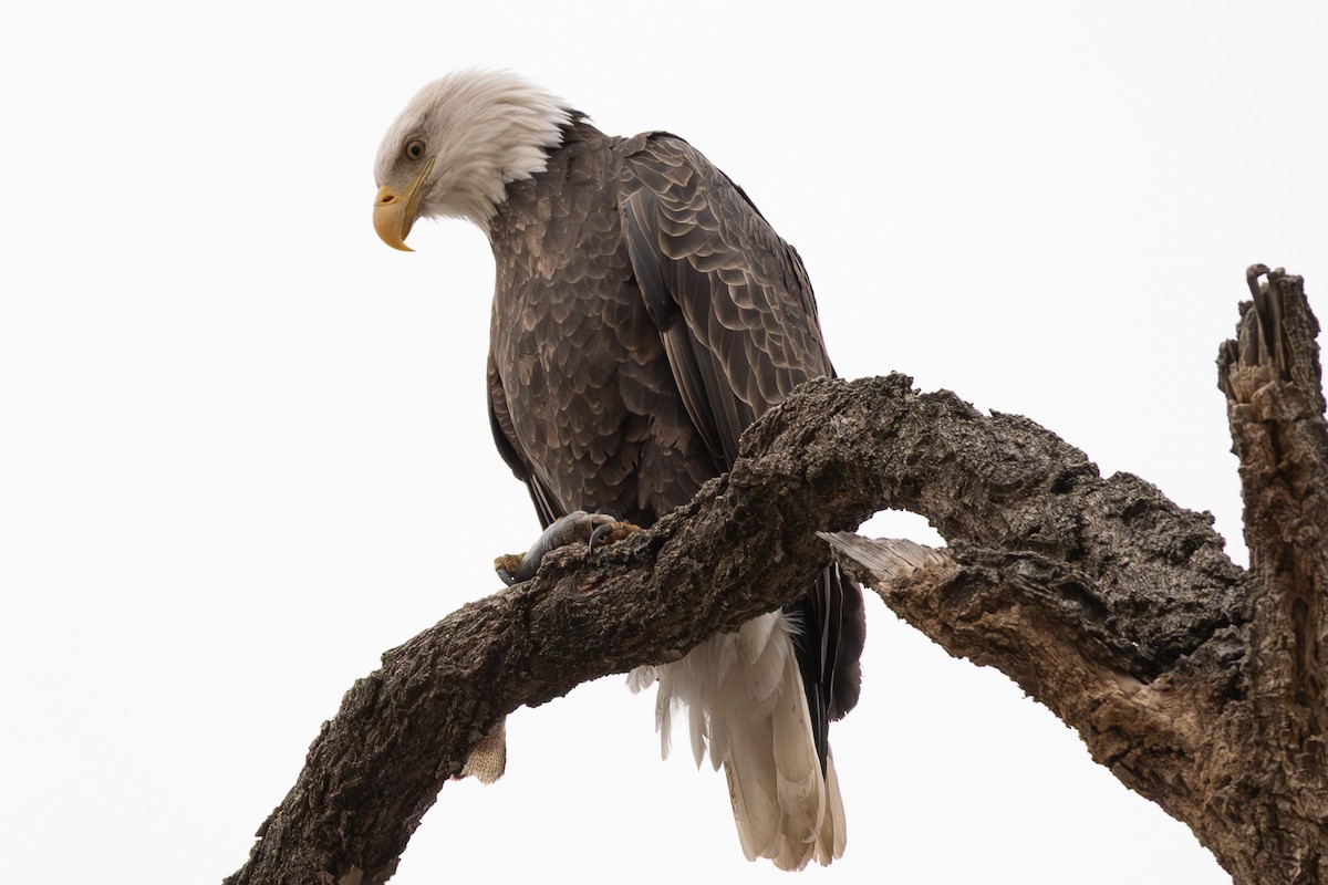 Pygargue à tête blanche - ML647158708