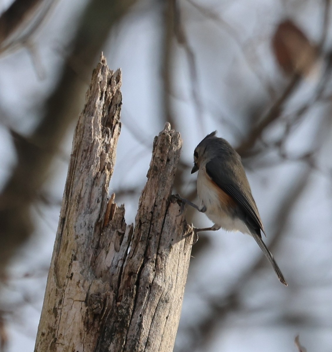 Tufted Titmouse - ML647158717
