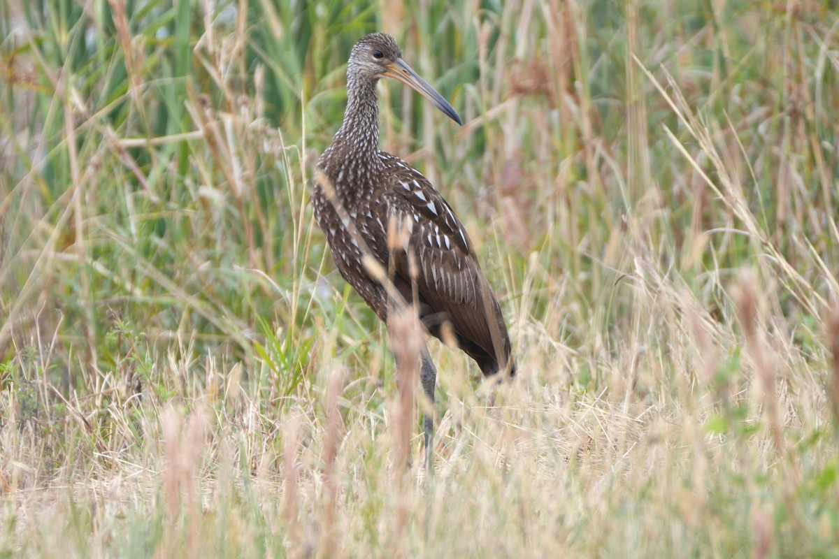Limpkin - ML647158722