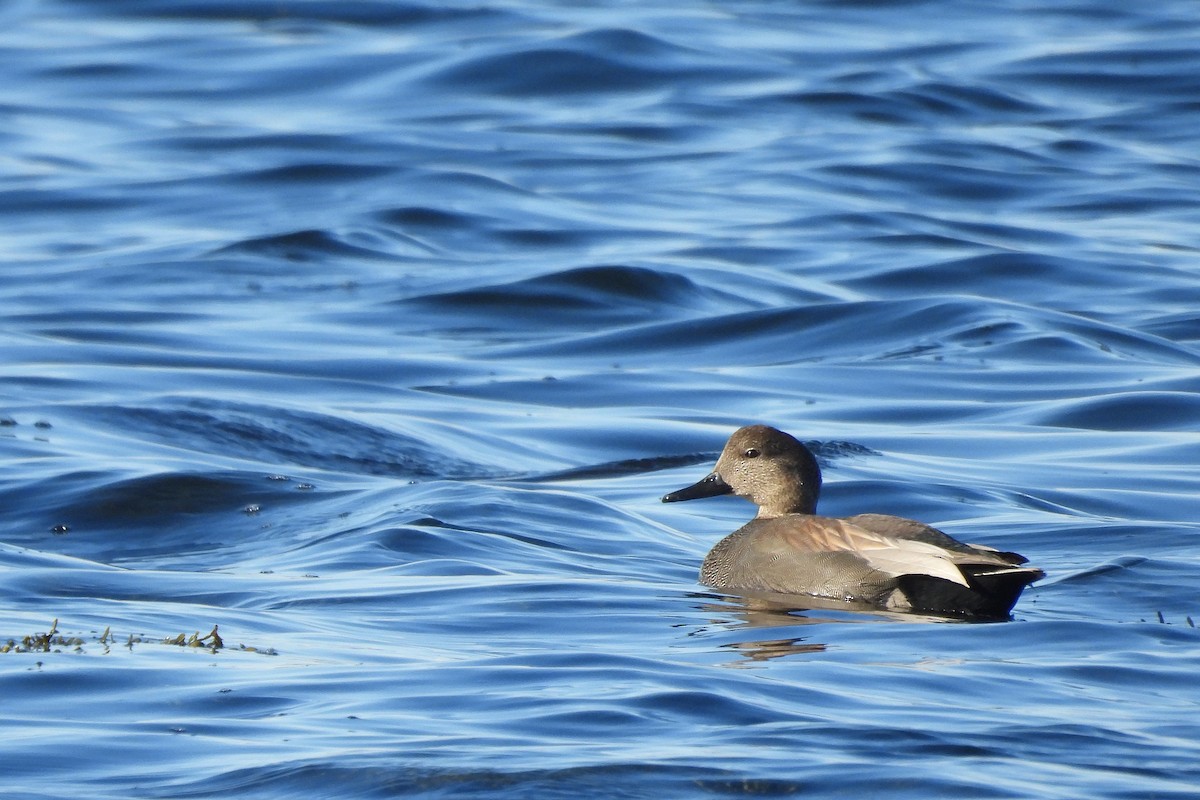 Gadwall - ML647158738