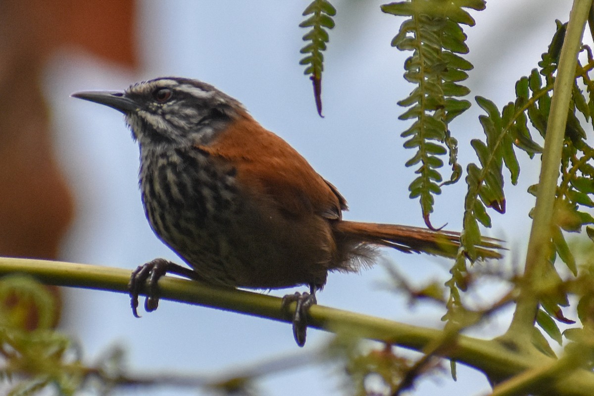 Troglodyte inca - ML647158775