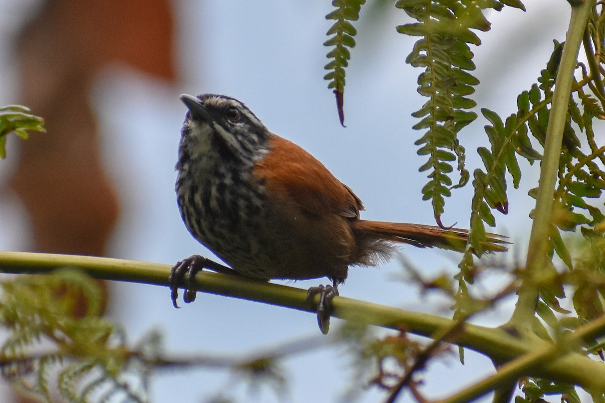 Troglodyte inca - ML647158776