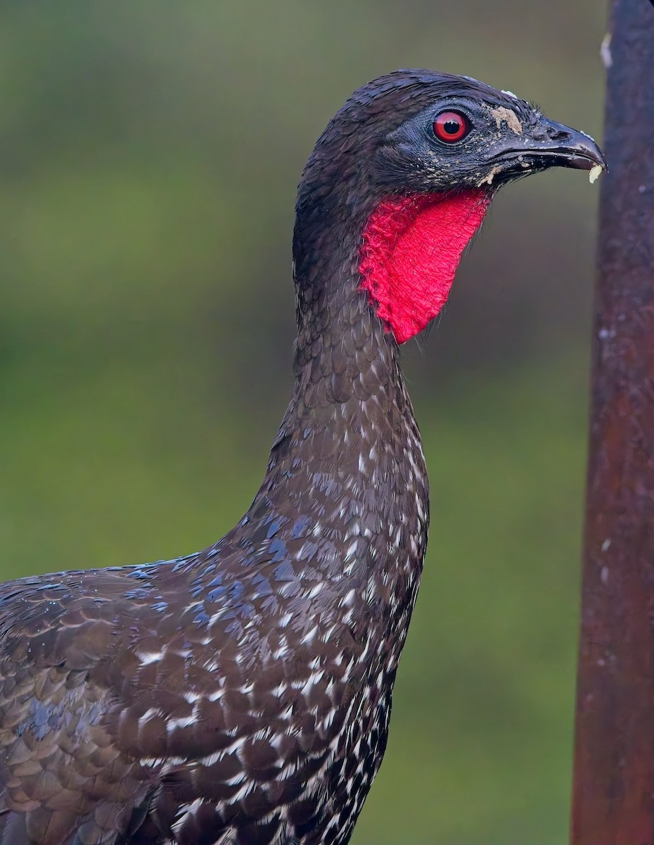 Crested Guan - ML647158788