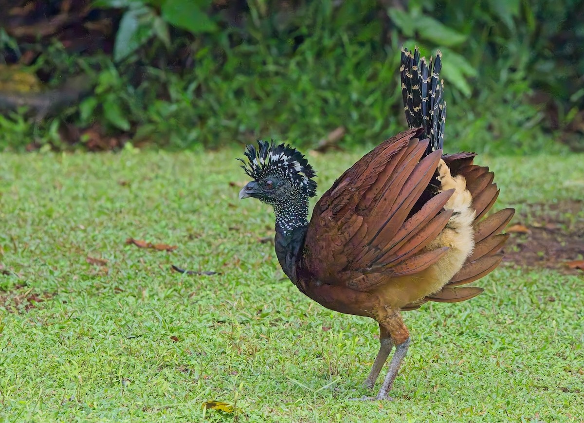 Great Curassow - ML647158792