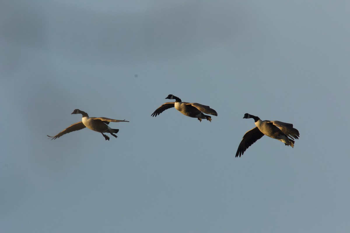 Bernache du Canada - ML647158797