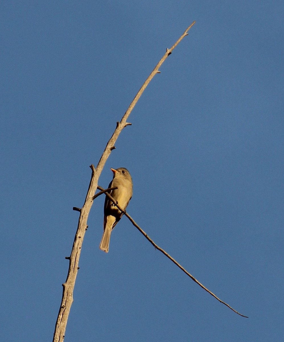 Greater Pewee - ML647158807