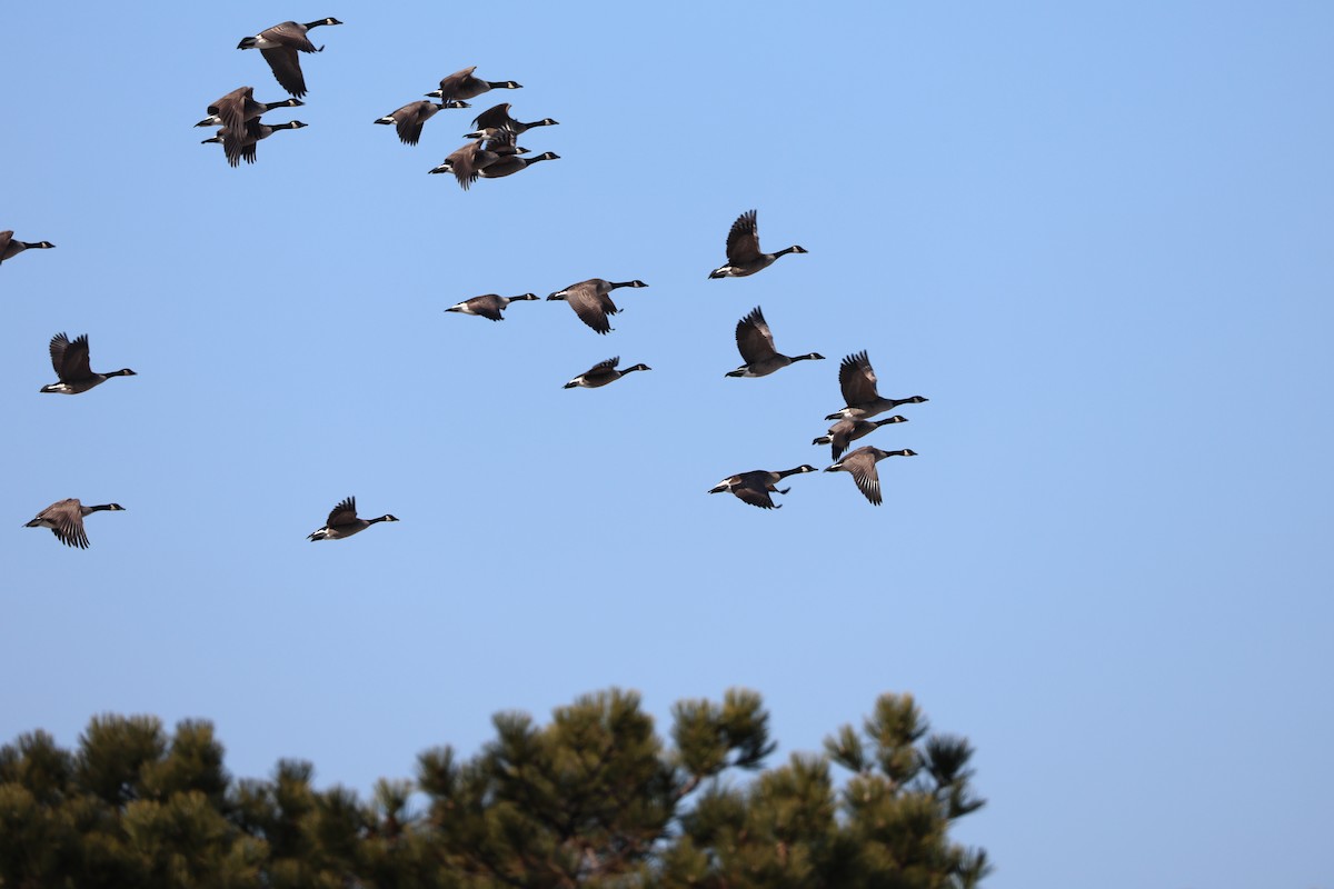 Bernache du Canada - ML647158813