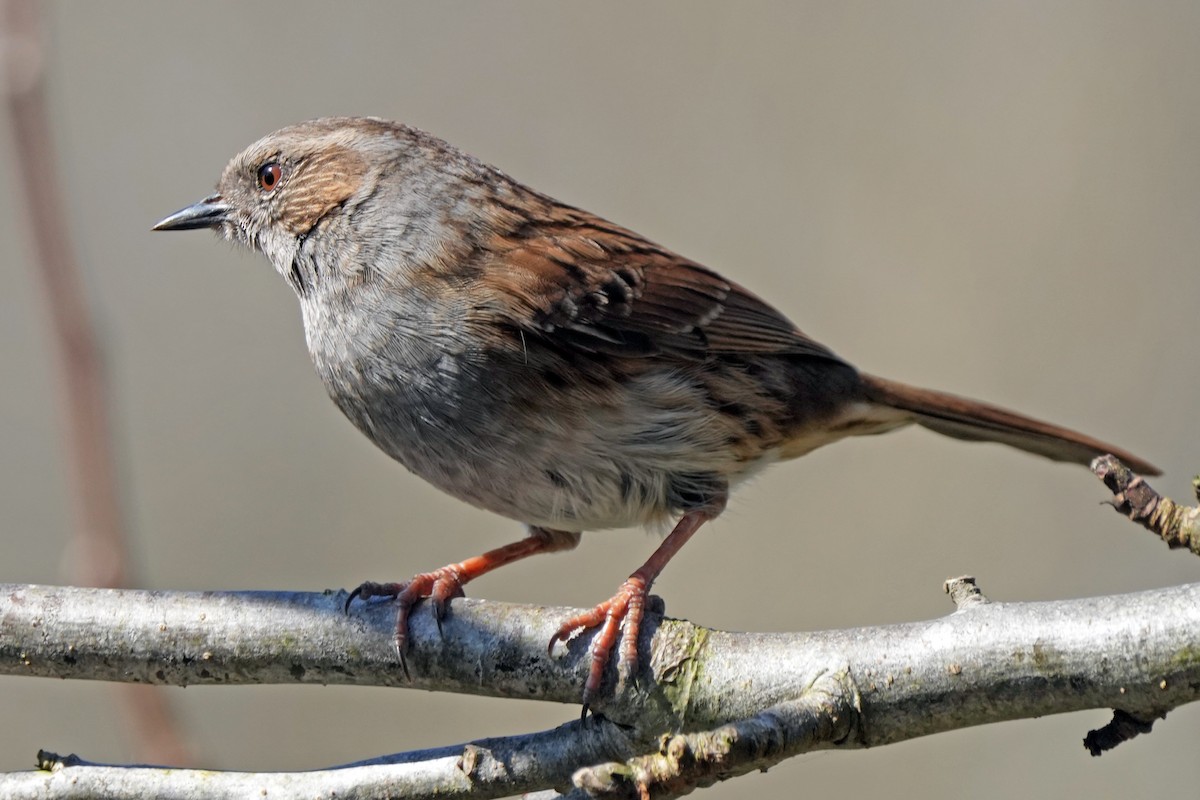 Accenteur mouchet - ML647158823