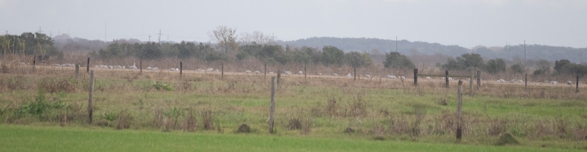 Журавель канадський - ML647158825