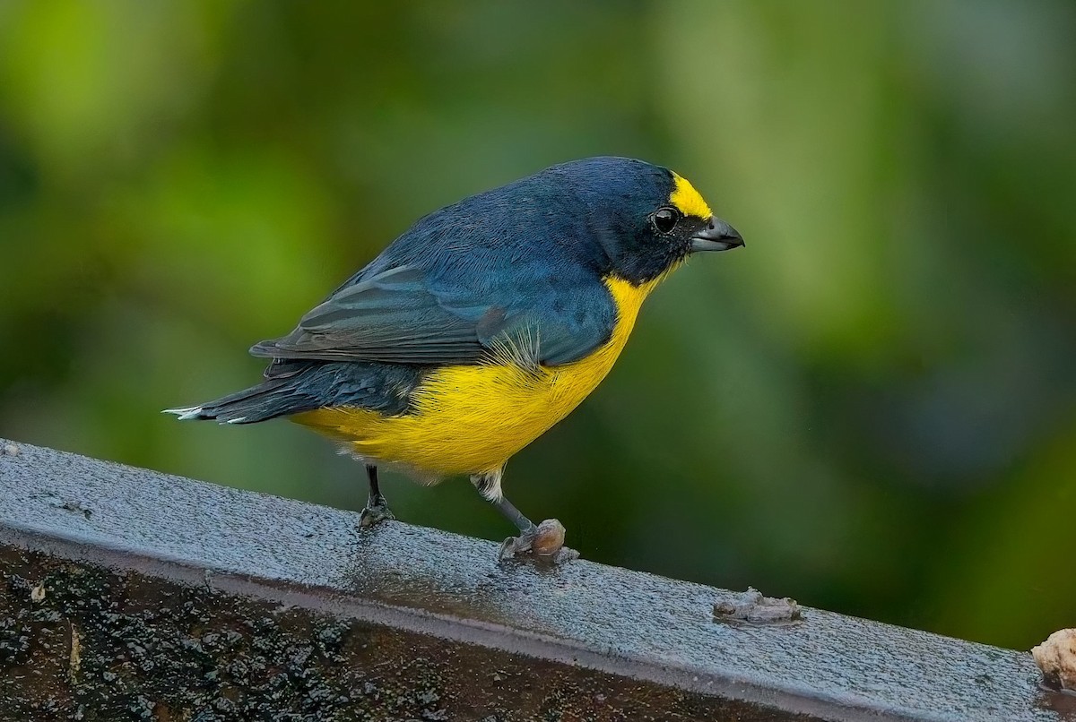 Yellow-throated Euphonia - ML647158826