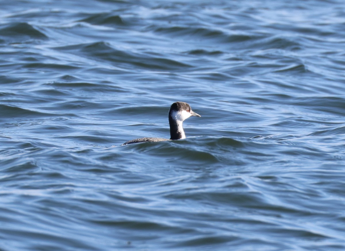 ミミカイツブリ - ML647158830