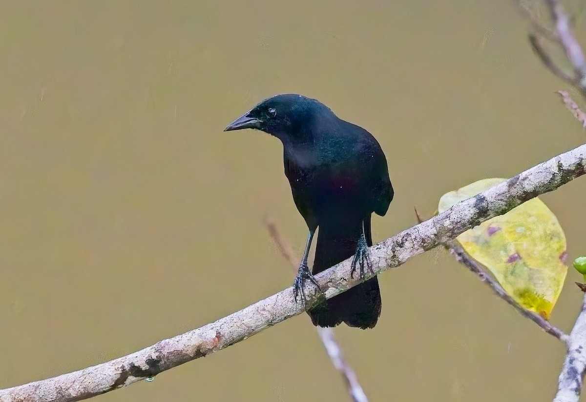 Melodious Blackbird - ML647158832