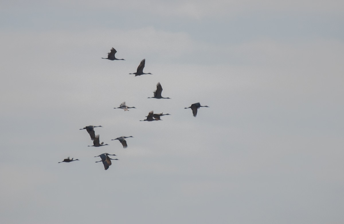 Журавель канадський - ML647158835