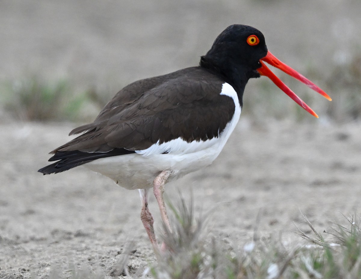 American Oystercatcher - ML647158839
