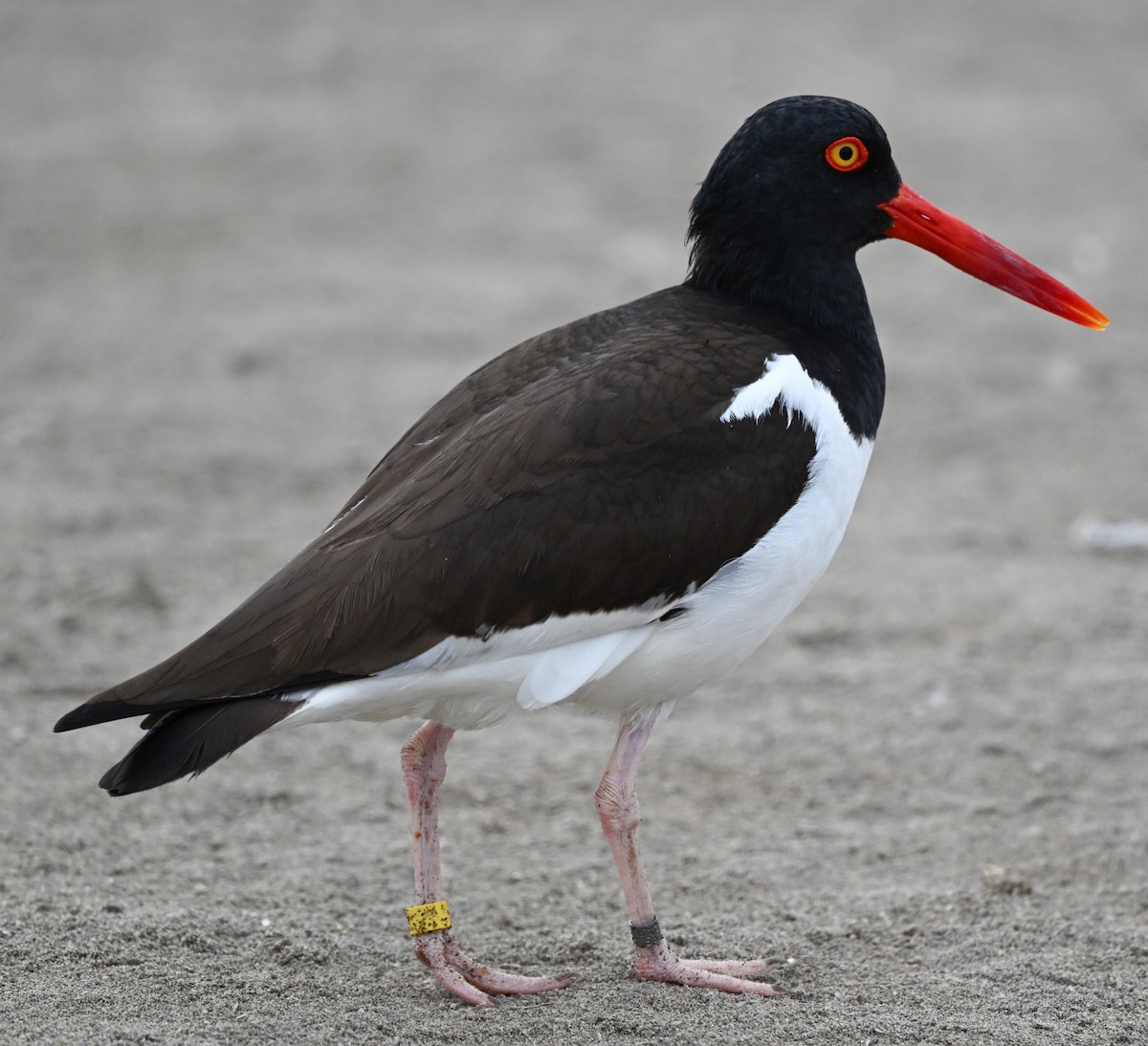 American Oystercatcher - ML647158840