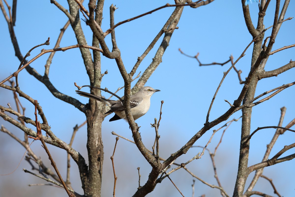 Пересмішник багатоголосий - ML647158842