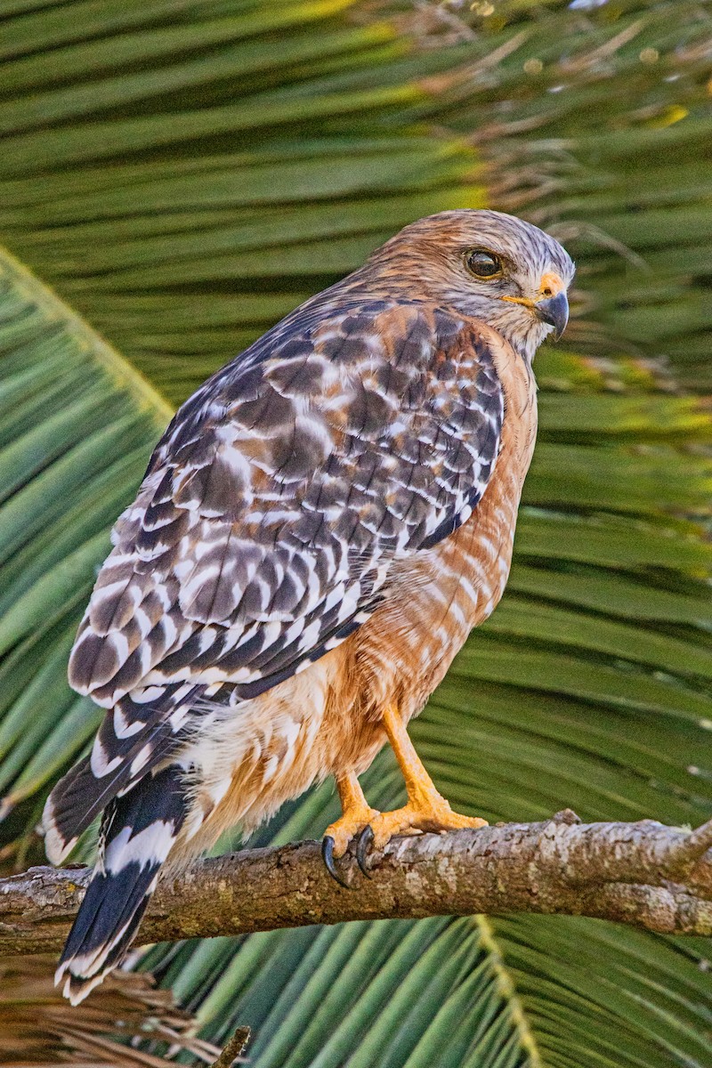 Red-shouldered Hawk - ML647158852