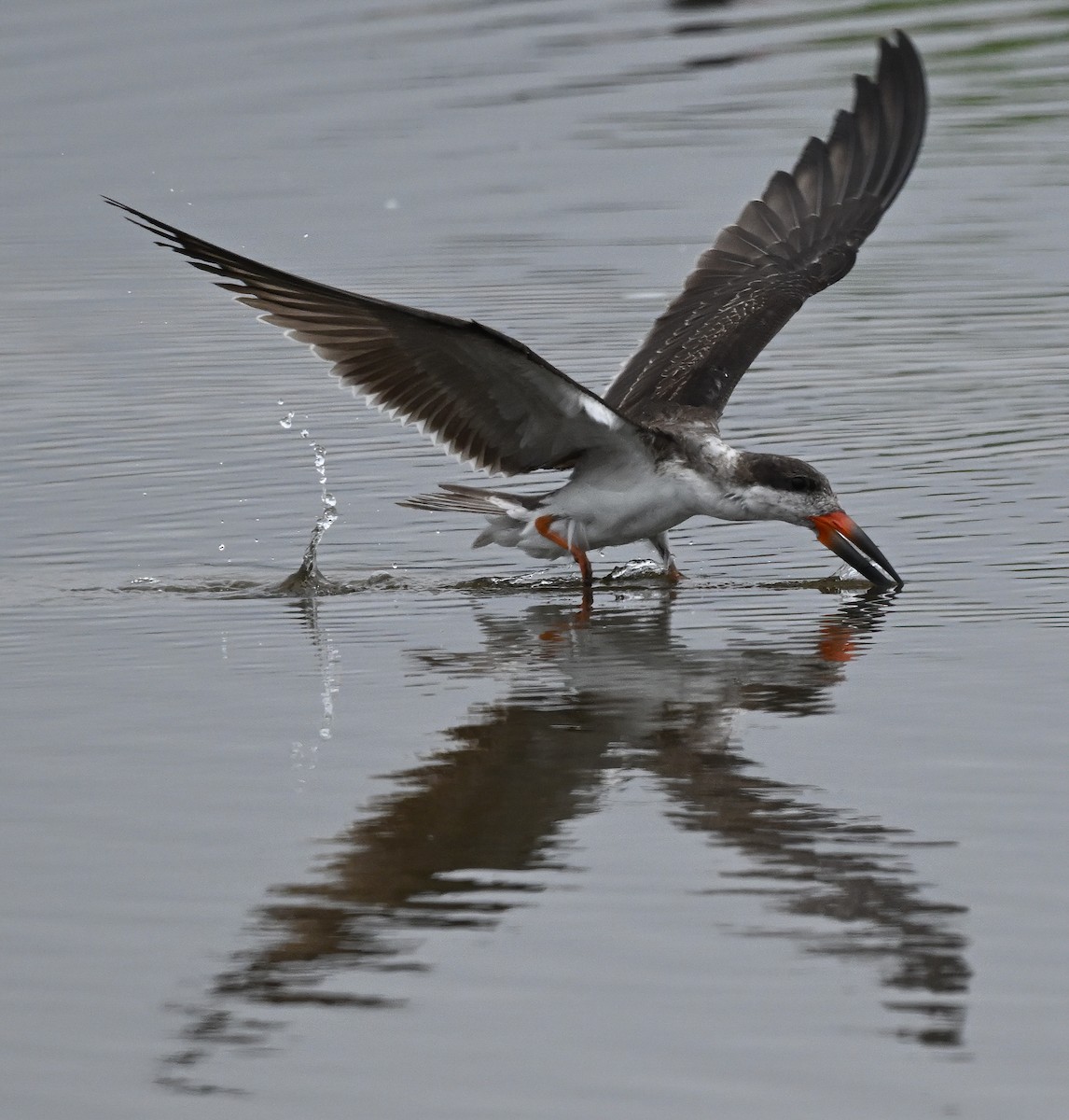Black Skimmer - ML647158857