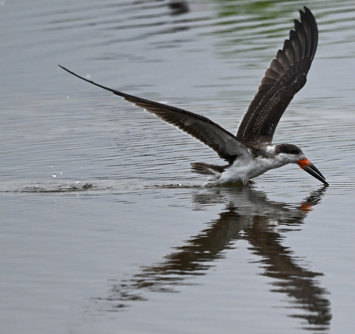 Black Skimmer - ML647158858