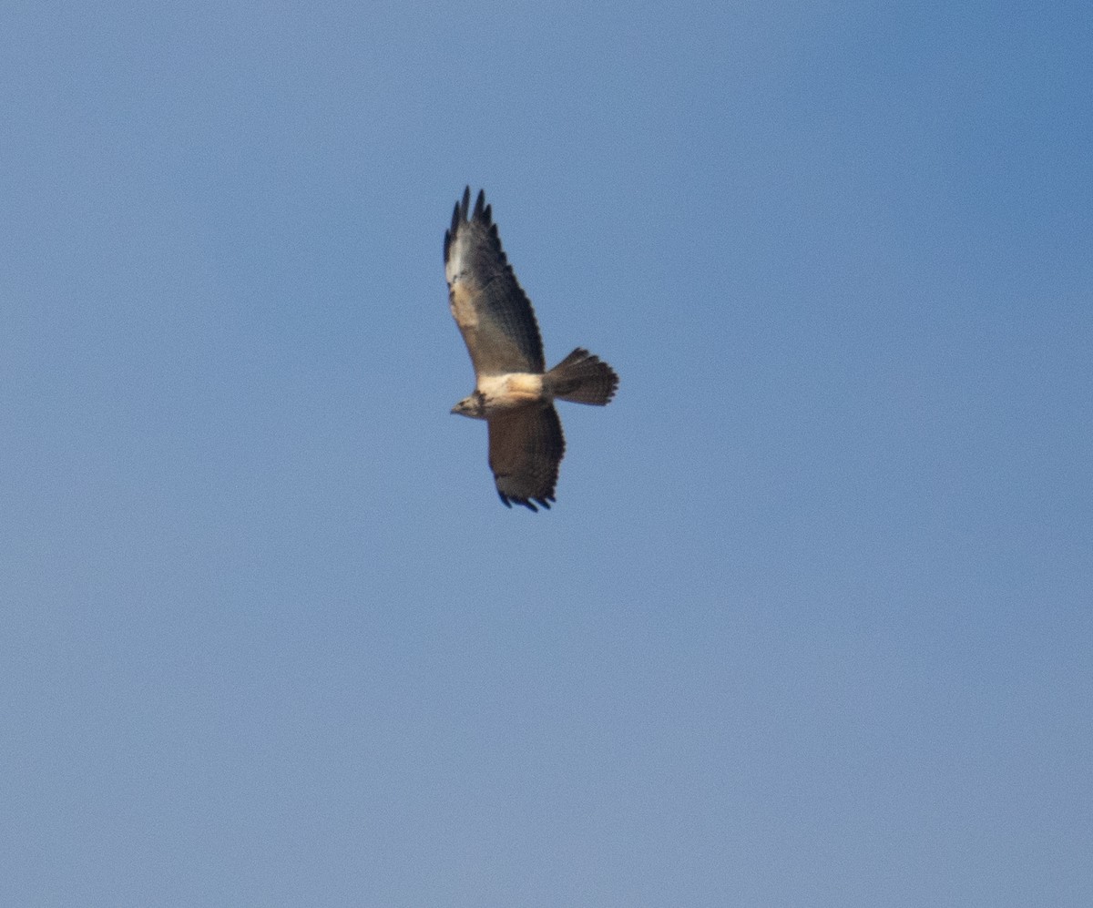 Канюк прерієвий - ML647158864