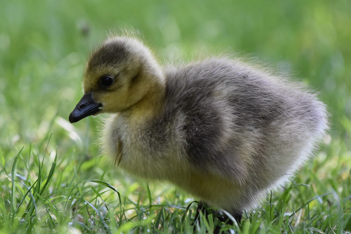 Bernache du Canada - ML647158866