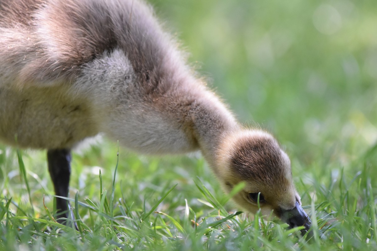 Bernache du Canada - ML647158867