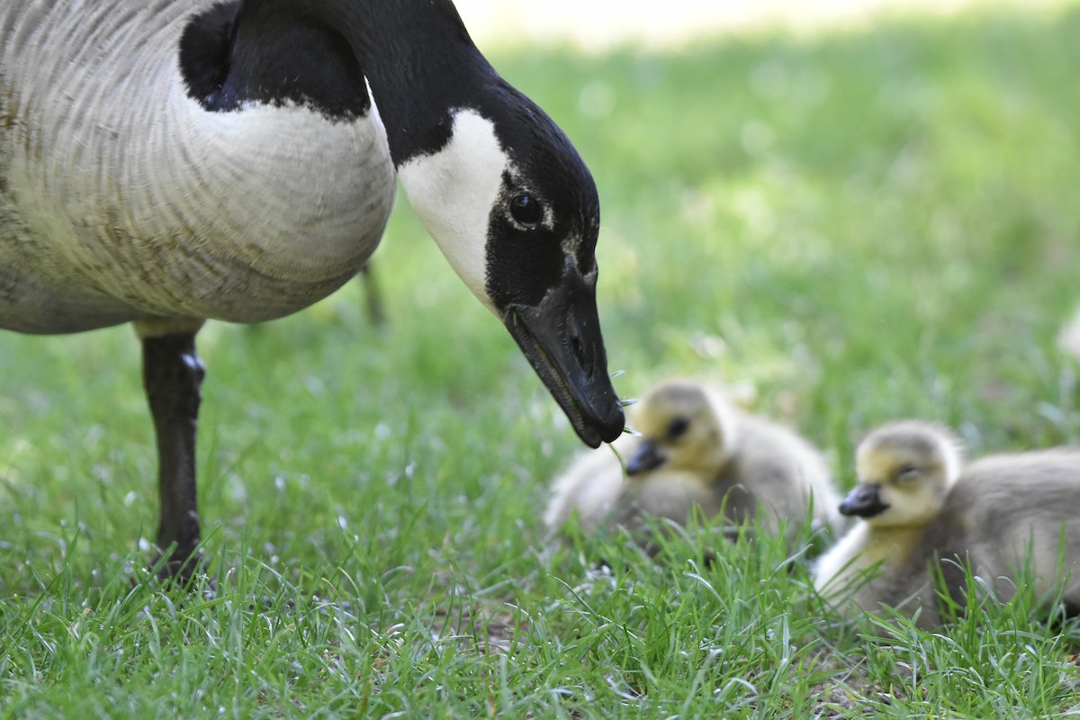 Bernache du Canada - ML647158868