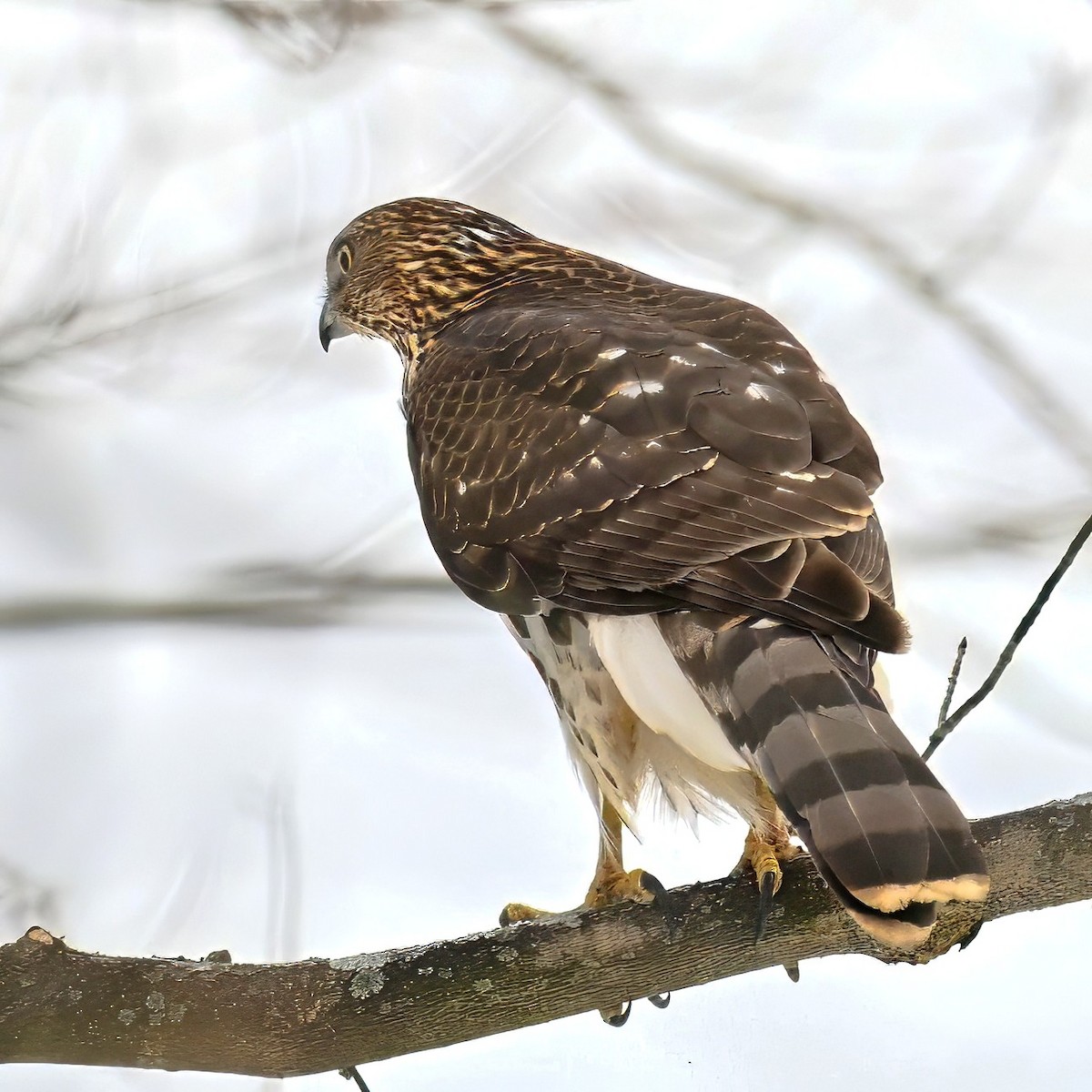 jestřáb americký - ML647158871