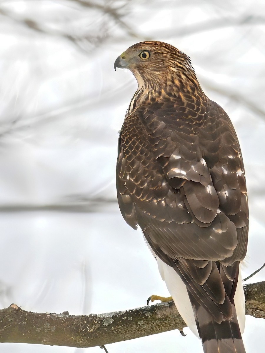 jestřáb americký - ML647158872