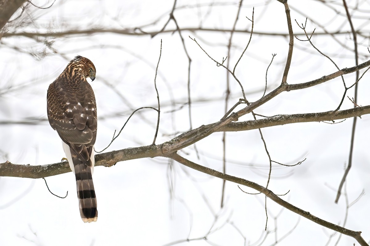 jestřáb americký - ML647158873