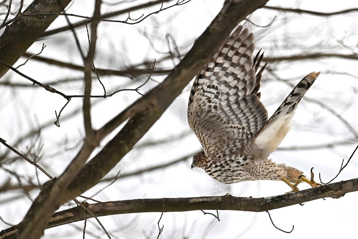 jestřáb americký - ML647158874