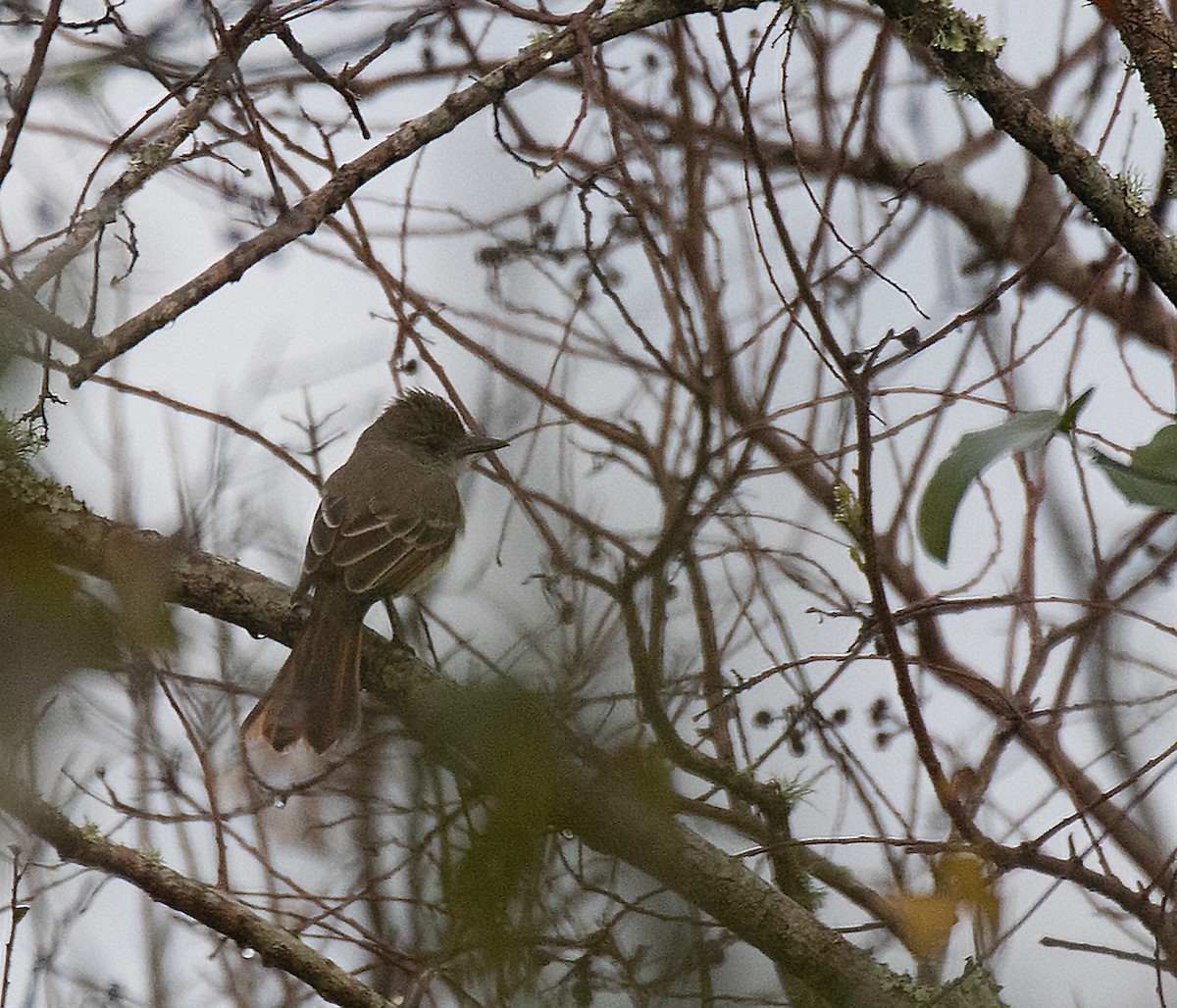 Kalifornienschopftyrann - ML647158875