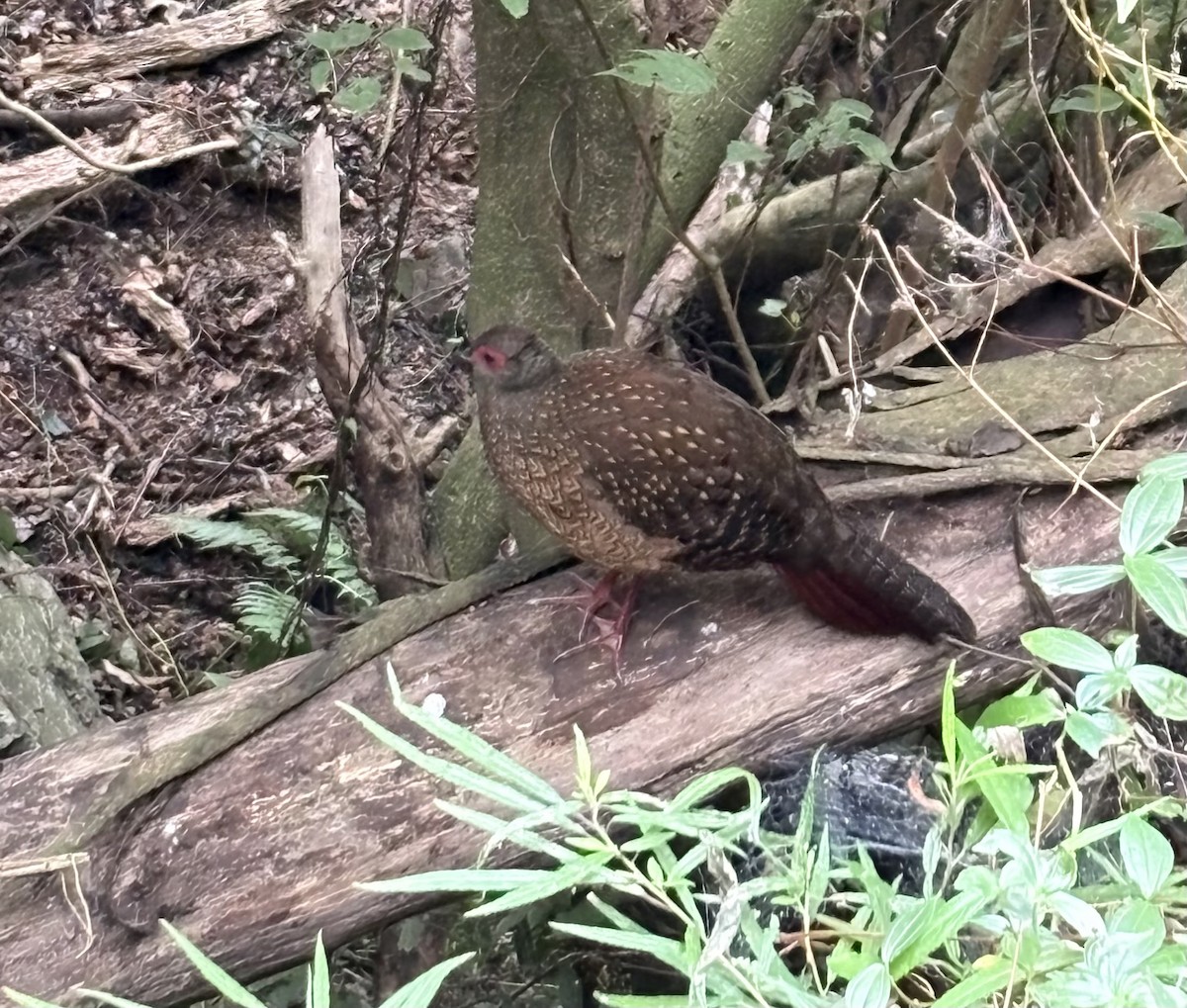 Swinhoe's Pheasant - ML647158877