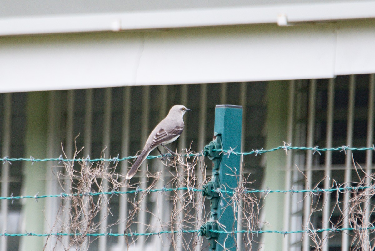 Tropikal Taklitçi - ML647158892