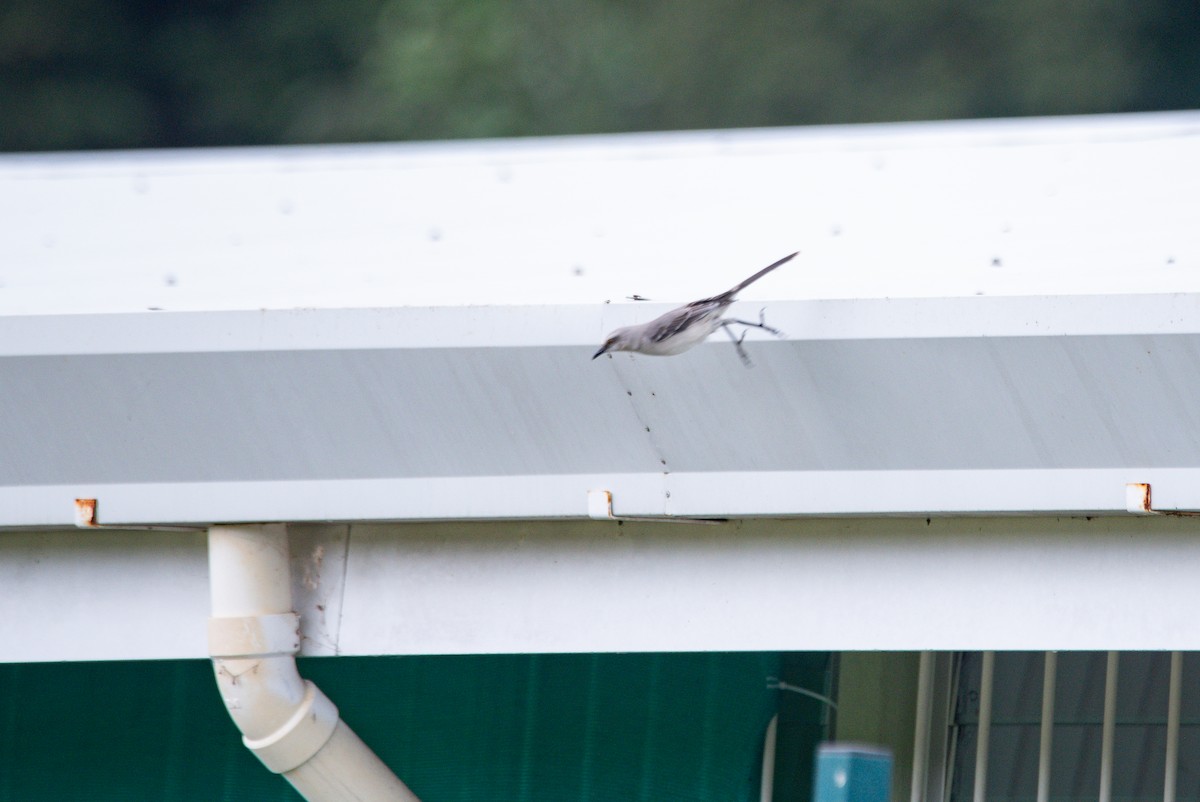 Tropikal Taklitçi - ML647158893