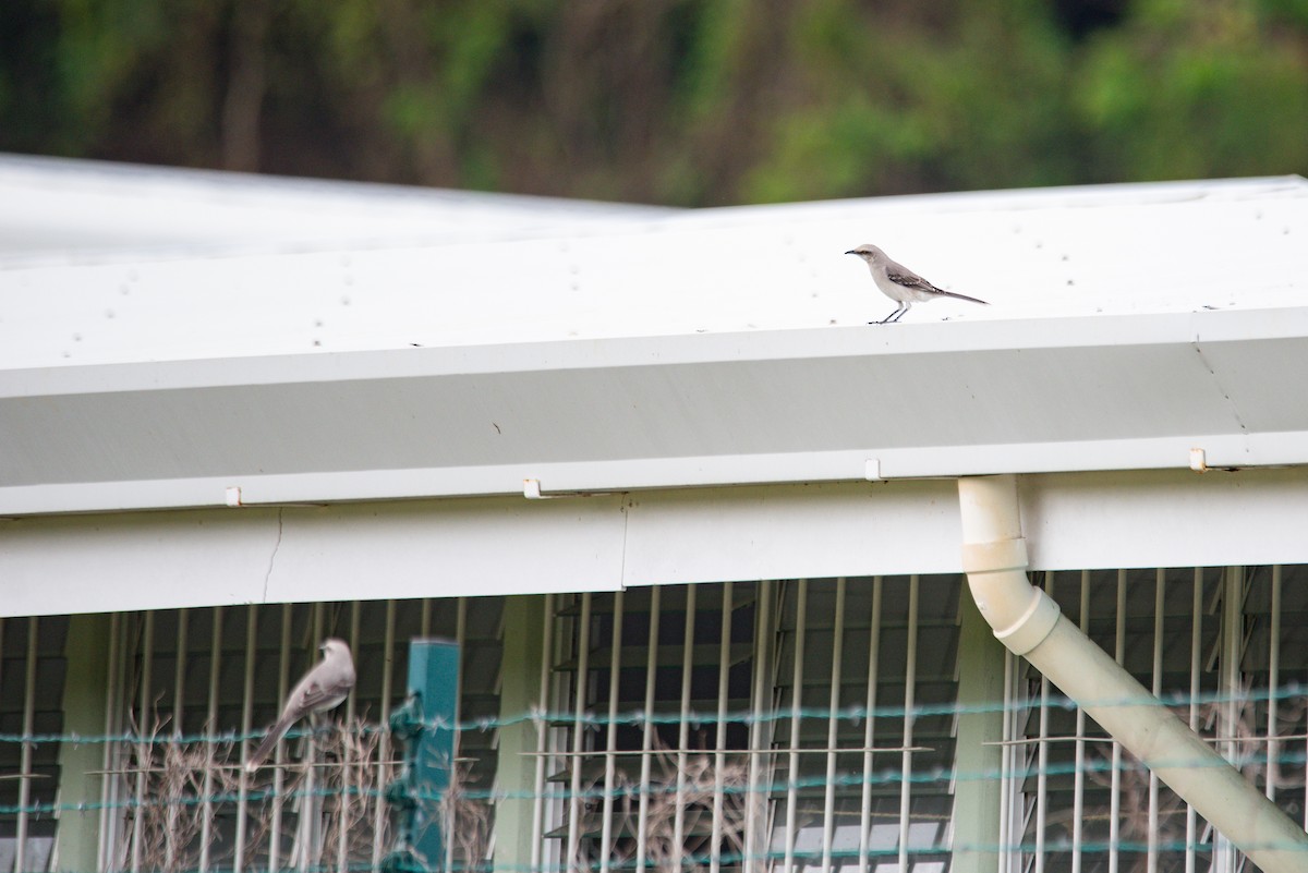 Tropikal Taklitçi - ML647158894