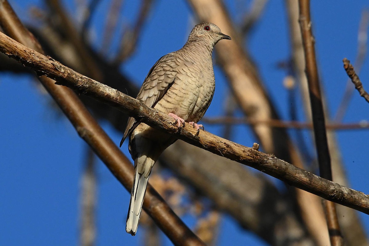 holoubek mexický - ML647158895