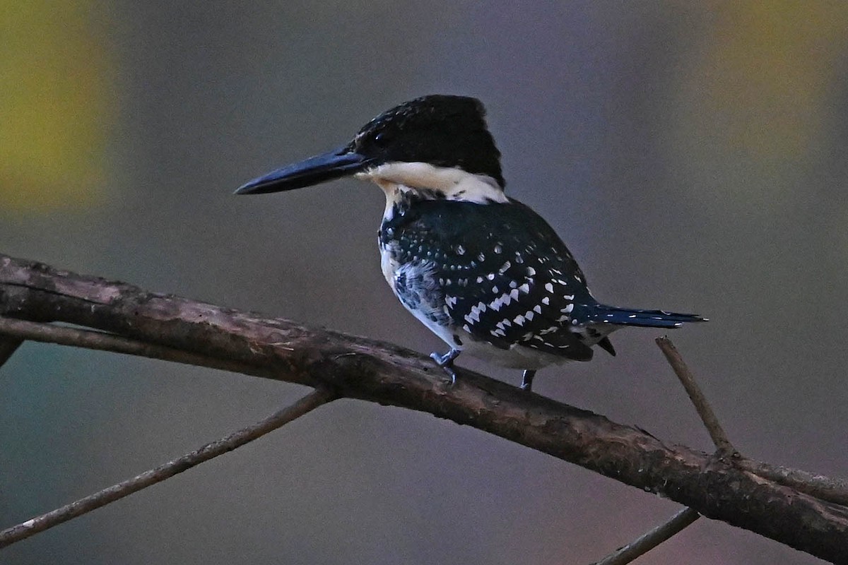 grønnisfugl - ML647158898