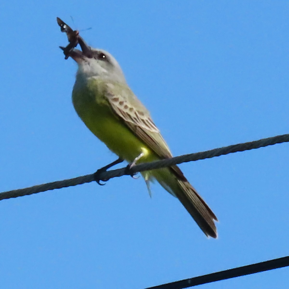 Tropical Kingbird - ML647158918