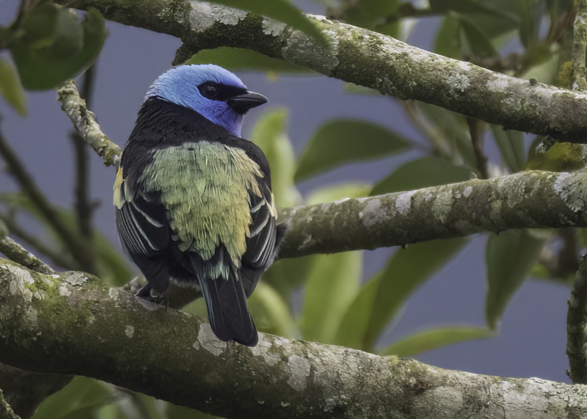 Лазурноголовая танагра - ML647158929