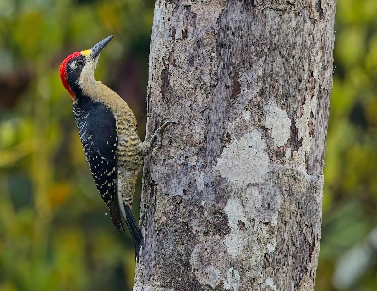 Black-cheeked Woodpecker - ML647158930